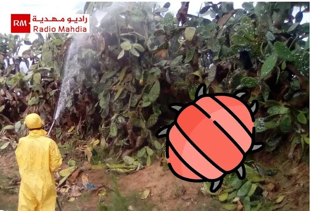 المهدية : نباتات التين الشوكي بمعتمدية السواسي مصابة بنسبة 100% بالحشرة القرمزية